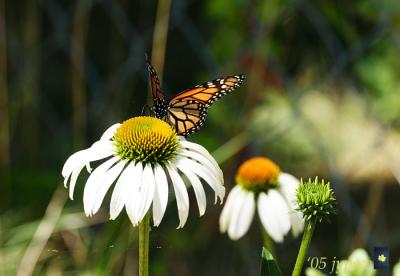 butterflies are sipping