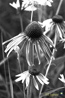 cone flowers and queen anne's lace