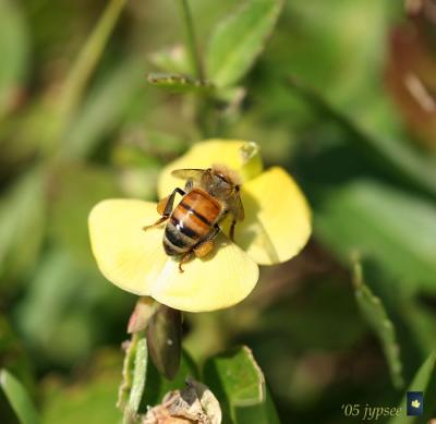 bee on seedbox flower