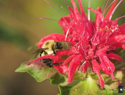 bumble bee on bee balm