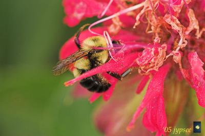 bumble bee deep in the pink bee balm
