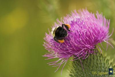 bumblebee on thistle
