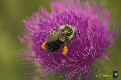 bumblebee and thistle