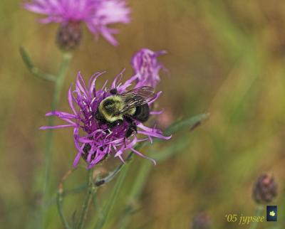 bumble bee on knapweed
