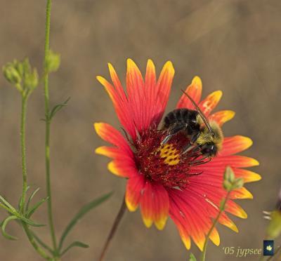 bumblebee on gallardia