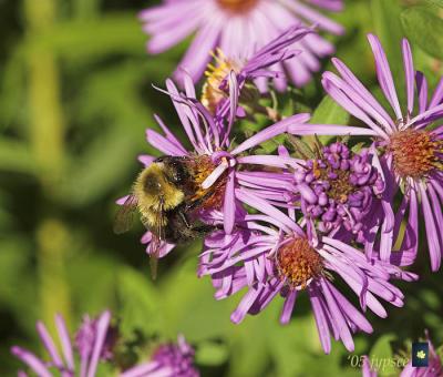 bumblebee on purple aster