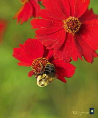 bumblebee on red coreopsis