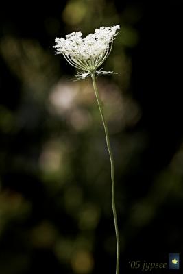 bouquet on a stem