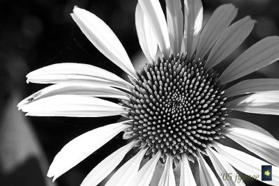 v3/22/364822/3/47552587.BWmorningcone.jpg