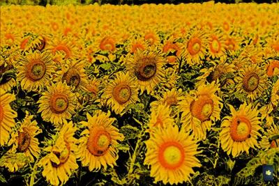 van gogh sunflowers
