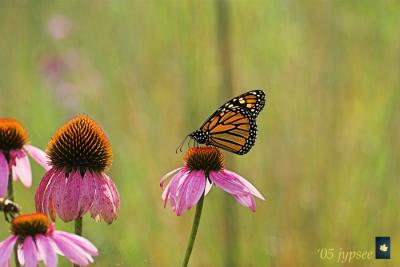monarch and coneflowers