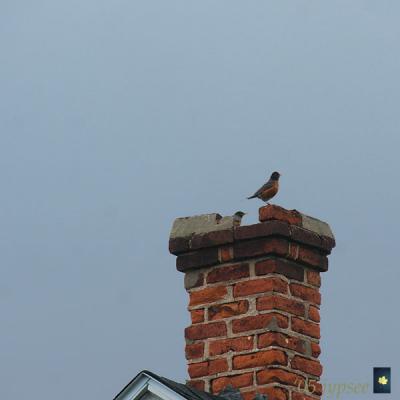 robins on the chimney
