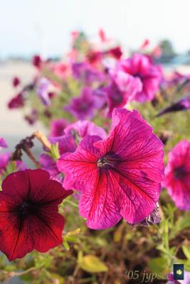 v3/22/364822/3/48996090.petunias20mm.jpg