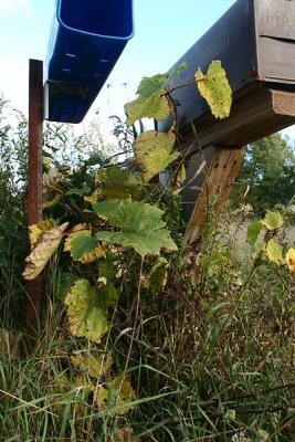 wild grapes on the mailbox