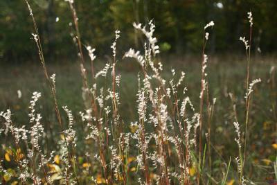 v3/22/364822/3/50366714.deadgrass.jpg