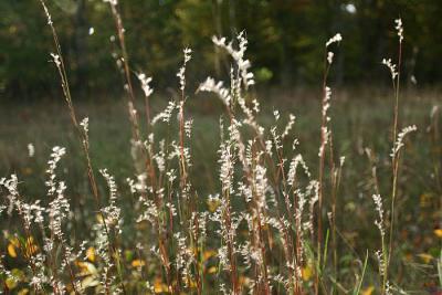 feather grass