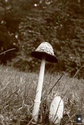 coprinus comatus in sepia