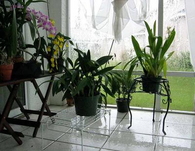 orchids on the screen porch
