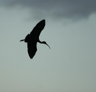 ibis at dusk