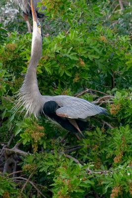 great blue heron courting display
