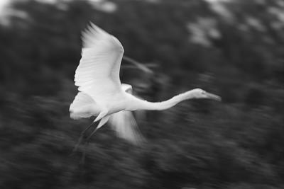 great egret in motion