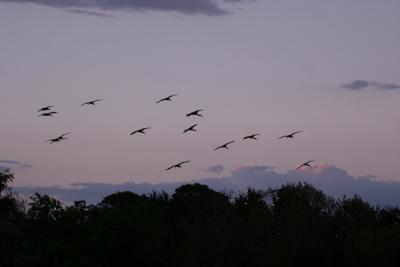 glossy ibis flock