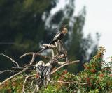 anhinga mother and her chicks