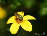 metallic green bee in the hanging plant