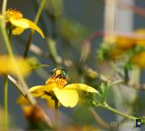 female Metallic Green Bee - Agapostemon