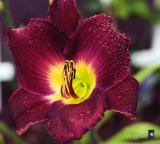 daylily to die for