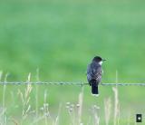 eastern kingbird at dusk