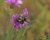 bumble bee on knapweed