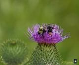 thistle and bumble bee
