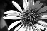 white coneflower in the morning