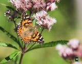 painted lady on sweet joe pye weed