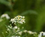 flat topped aster