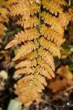 fern frond