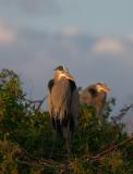 two great blue herons