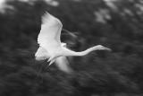 great egret in motion