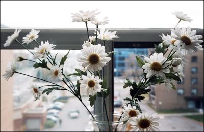 Flowers on the window sill