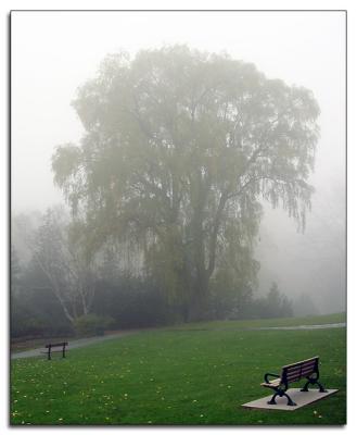 Willow in fog