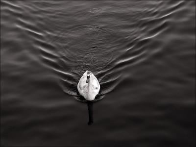 Swan's wake