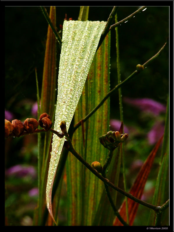 Pearls of Dew