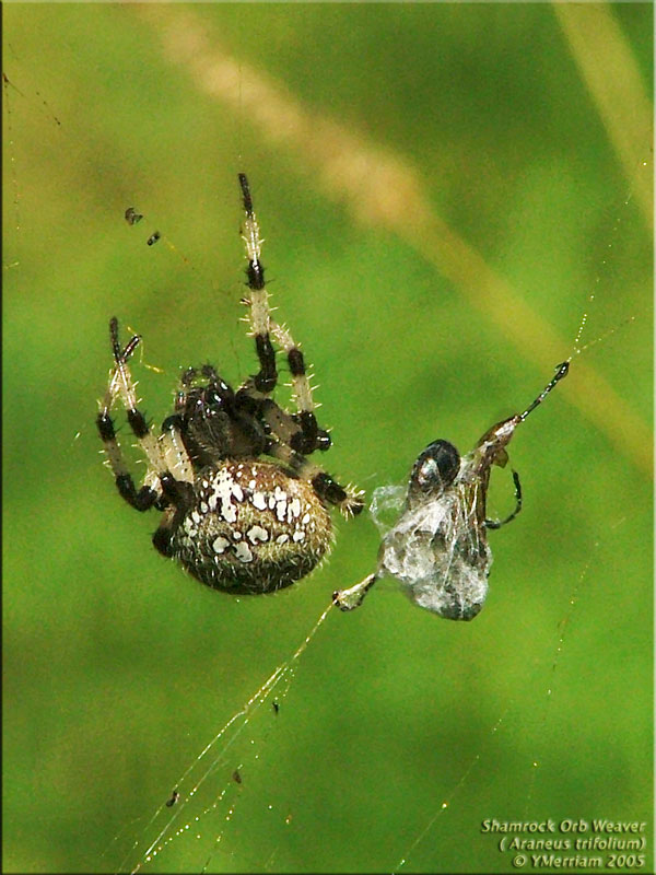 Itsy-Bitsy NOT!!!