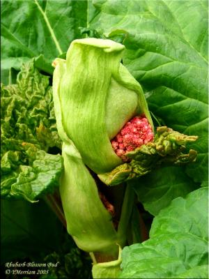 Life Stages of Rhubarb Procreation