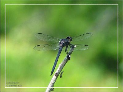 Slaty Skimmer male