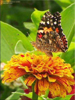 Painted Lady on Zinnia