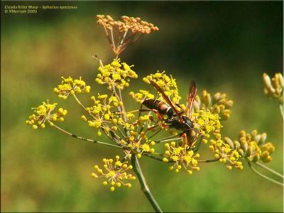 Polistes fuscatus - Northern Paper Wasp