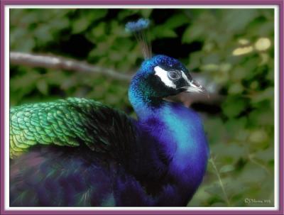 Pretty as a Peacock