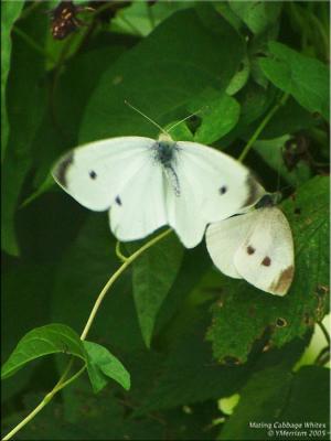 Mating Whites